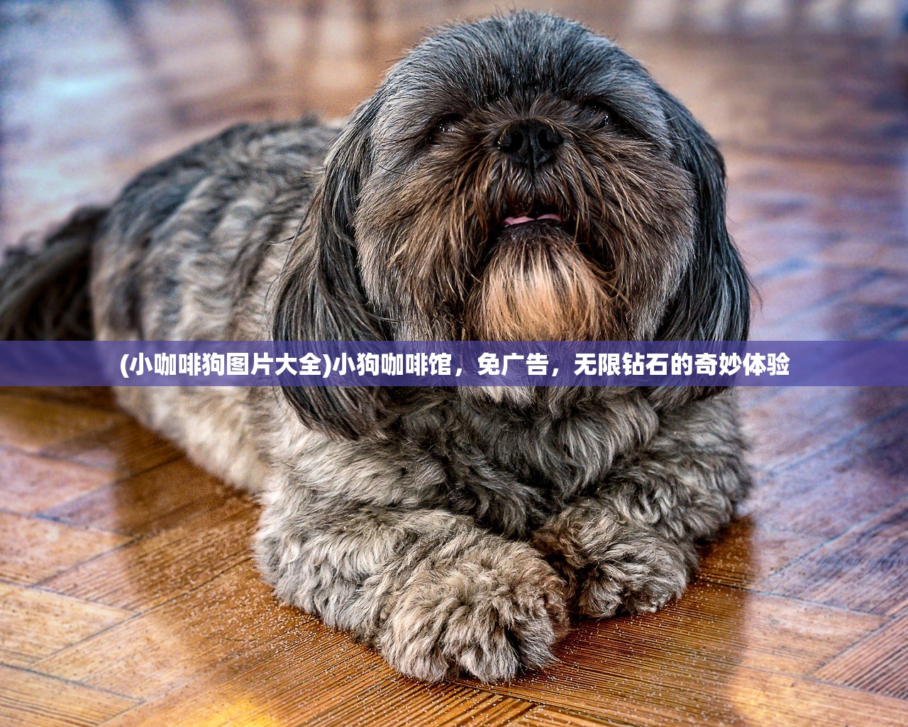 (小咖啡狗图片大全)小狗咖啡馆，免广告，无限钻石的奇妙体验